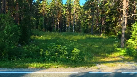 Green grass meets road beside tall trees. Durmitor, Montenegro Vídeo Stock 342980557