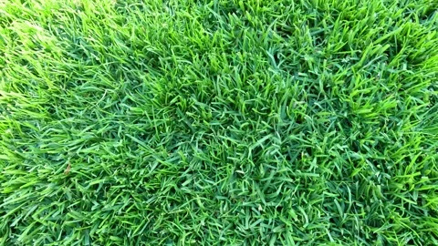 Green Grass in Melbourne Park 動画素材 301582516
