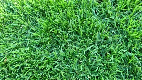 Green Grass in Melbourne Park 動画素材 302525913