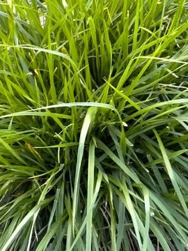 Green grass minimalistic background Stock Photos
