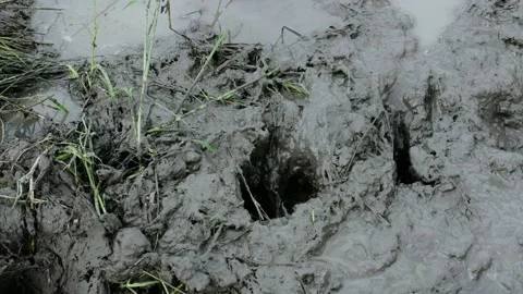 Green grass mixed with heavy mud Stock Footage 163981749
