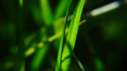 Green grass in moderation Stock-Footage 334051429