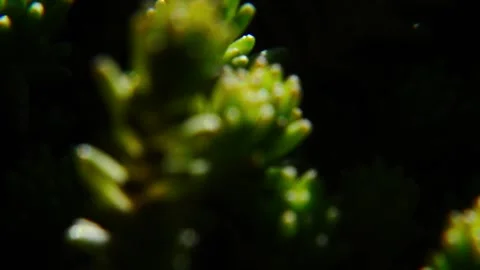 Green grass in moderation Video stock 334051434