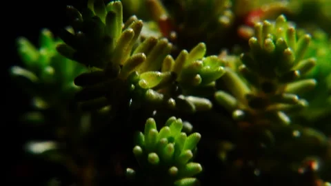 Green grass in moderation Stock-Footage 334051438