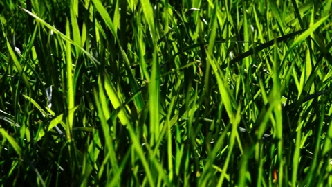 Green grass in moderation Stock-Footage 334051446