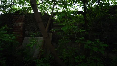 Green grass in moderation 스톡 동영상 335207070
