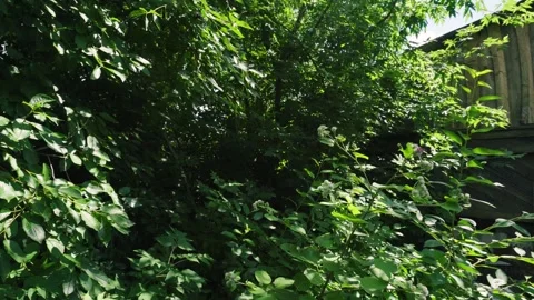 Green grass in moderation Video stock 343614350
