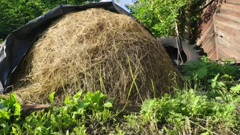 Green grass in moderation 스톡 동영상 343614532