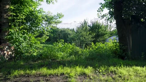 Green grass in moderation Video stock 343614631