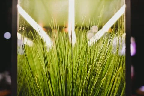 Green Grass in Modern Interior Stock Photos