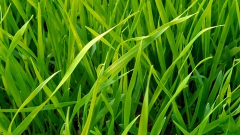 Green grass with morning dew. Fresh green leaves grass with dew drops, close up Stock Footage 124257660