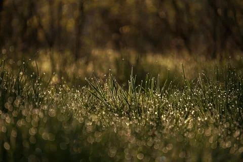 Green grass with morning dew at sunrise. Water drop, water on green grass Stock Photos