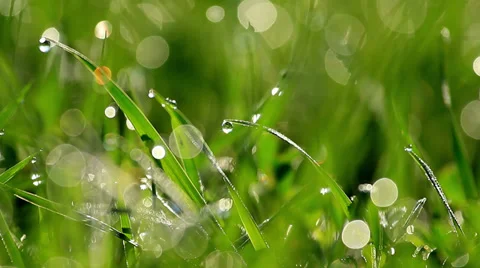 Green grass at the morning Stock Footage 30443848