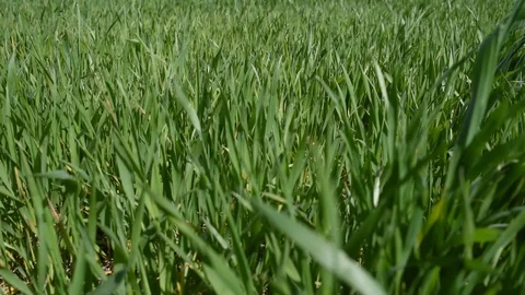 Green grass in the morning Stock Footage 129082334