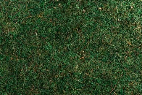 Green grass, moss Stock Photos
