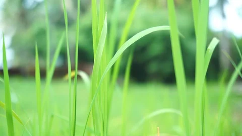 Green grass motion background Stock Footage 112491111