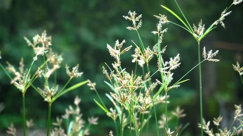 Green grass motion background Stock Footage 112885576