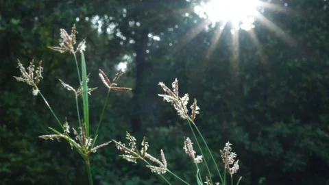 Green grass motion background Stock Footage 112915637