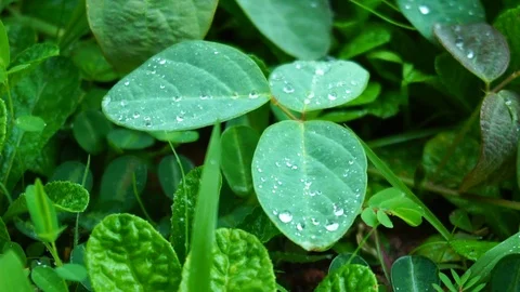 Green grass motion background Stock Footage 112939401