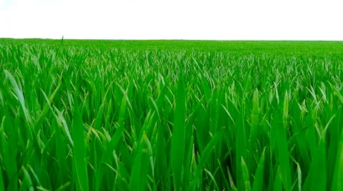 Green grass motion camera. Stock Footage 63238742