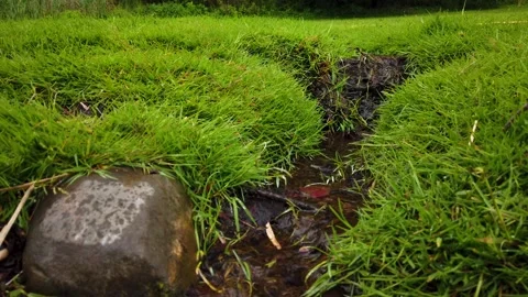 Green grass with mountain stream. Stock Footage 131277698