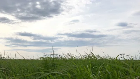 Green grass moved by the wind on blue sk... | Stock Video | Pond5