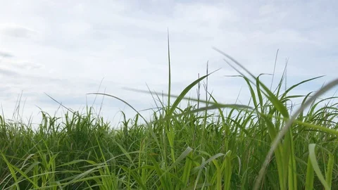 Green grass moved by the wind on blue sky background on summer day 4k Stock Footage 132234216