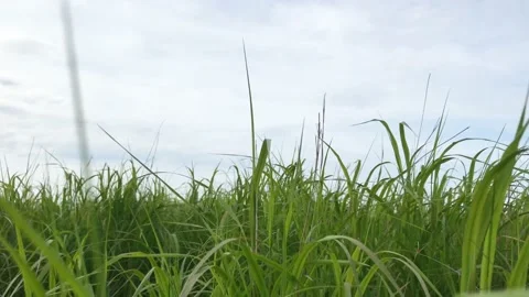 Green grass moved by the wind on blue sky background on summer day 4k Stock Footage 132234689