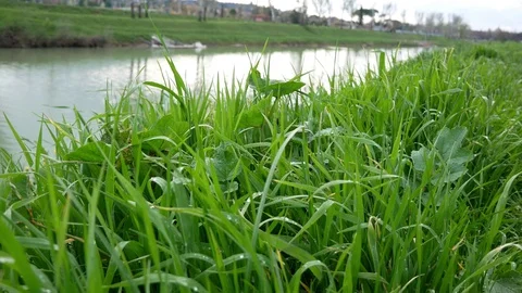 Green Grass moved by the wind Vídeos de archivo 87848712