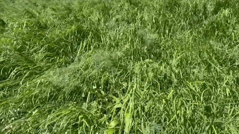 Green grass moved by the wind Stock Footage 272992351