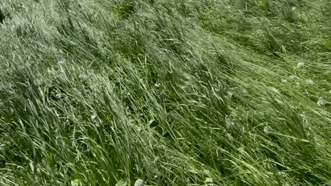 Green grass moved by the wind Stock Footage 273144173