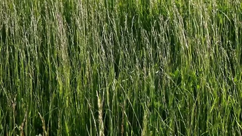 Green grass is movement along the wind, outdoor garden. 库存影片 83095204