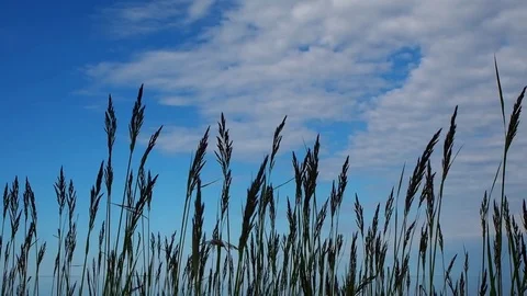Green grass is movement along the wind, outdoor garden. Vidéo 83095218
