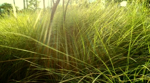 Green grass with movement and sunlight in the park 4K High Quality.MXF Stock Footage 54384405