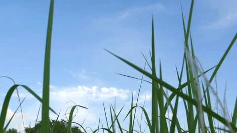 Green grass movement Stock Footage 109467952