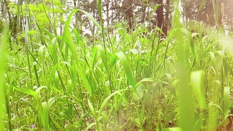 Green grass, movement in slow motion under springtime atmosphere Видео 94250299