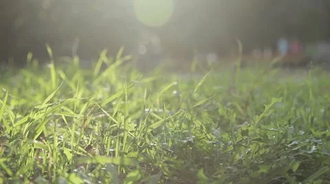 Green grass moves Stock Footage 46181952