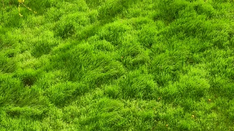 Green grass moves in the wind Stock Footage 159126610