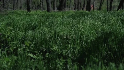 Green grass moves in the wind in the forest Video stock 196243541