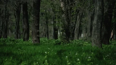 Green grass moves in the wind in the forest Video stock 196243722
