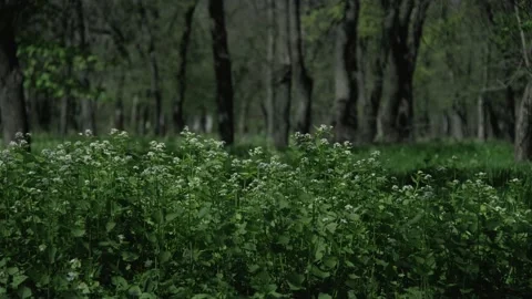 Green grass moves in the wind in the forest Stock Footage 196243995
