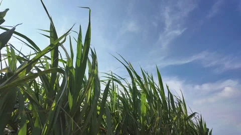 Green grass moves with the wind under a blue sky, showing the invisible power Video stock 314817296