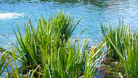 Green grass moving gently in clear blue water Stock Footage 310320570