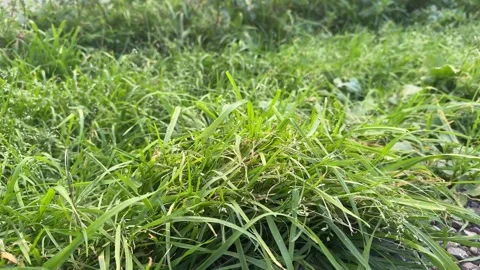 Green grass moving gently in the wind under natural sunlight Stock Footage 326217745