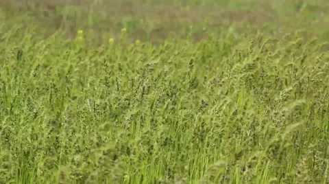 Green grass moving by light breeze Stock Footage 50177409