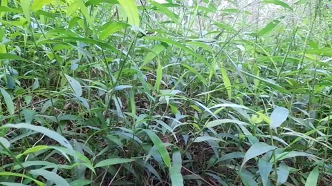 Green grass moving slowly Stock Footage 172342181