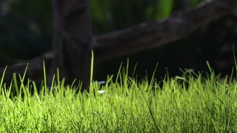 Green grass moving a sunny day Stock Footage 166889593