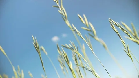 Green Grass moving with the Wind on a Blue Sky Background Vídeo Stock 78518300