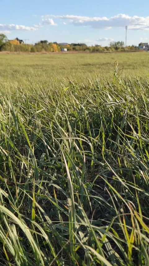 Green grass moving in the wind in a field under blue sky. Slow motion. Vertical Stock Footage 217341570