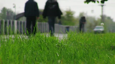 Green grass moving in the wind Stock Footage 267227
